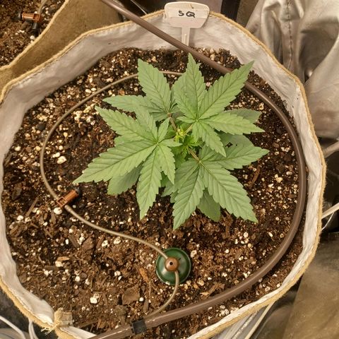 Special Queen #1 growlog timeline photo