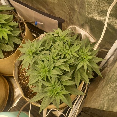 Special Queen #1 growlog timeline photo