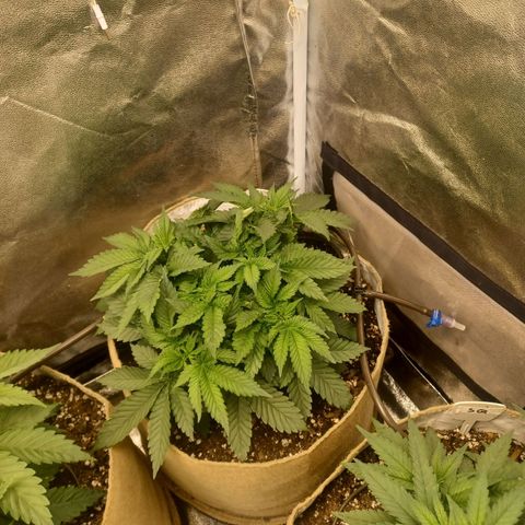 Purple Queen growlog timeline photo