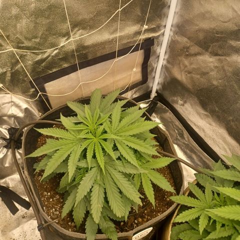 Dark Putang #1 growlog timeline photo