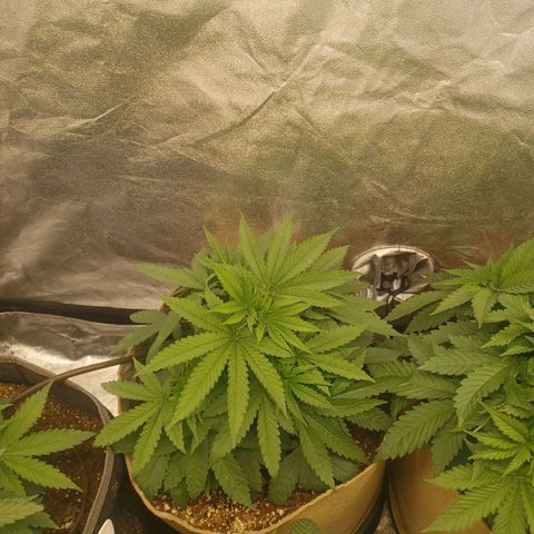 Dark Putang #2 growlog timeline photo