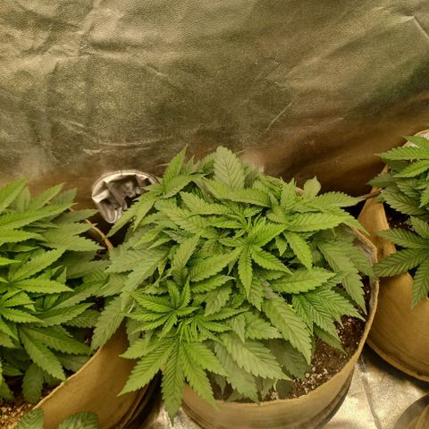 Dark Putang #3 growlog timeline photo