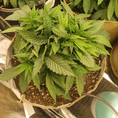 Dark Putang #4 growlog timeline photo
