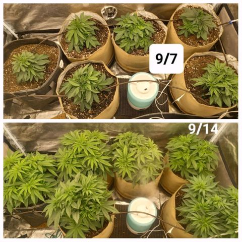 Dark Putang #3 growlog photo: 7 days of growth