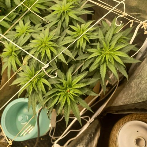 Special Queen #1 growlog timeline photo