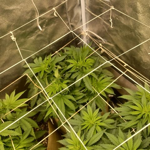 Purple Queen growlog timeline photo