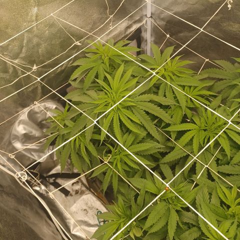 Dark Putang #1 growlog timeline photo