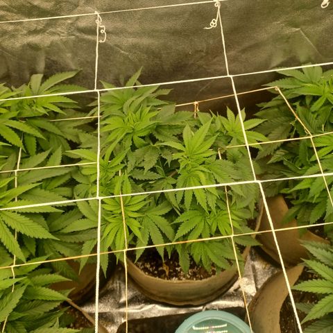 Dark Putang #3 growlog timeline photo