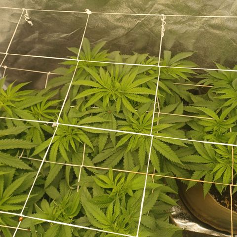 Dark Putang #2 growlog timeline photo
