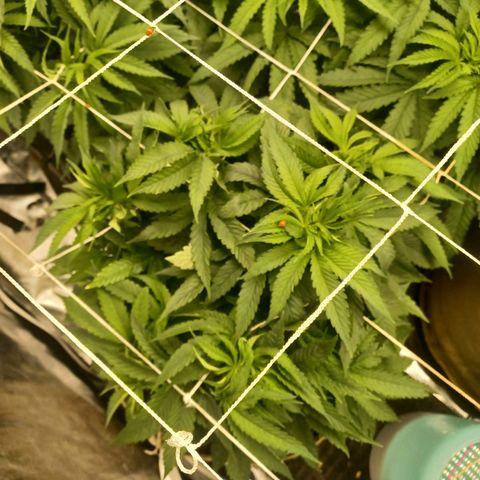 Dark Putang #4 growlog timeline photo