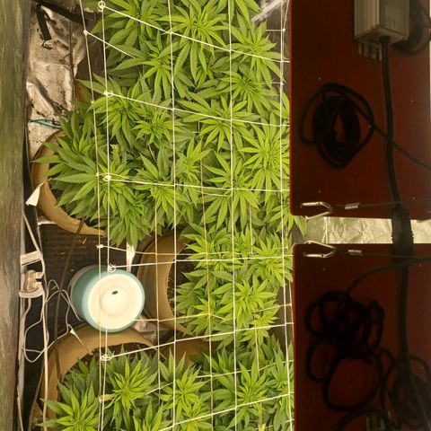 Special Queen #1 growlog timeline photo