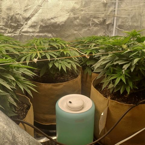 Dark Putang #3 growlog timeline photo
