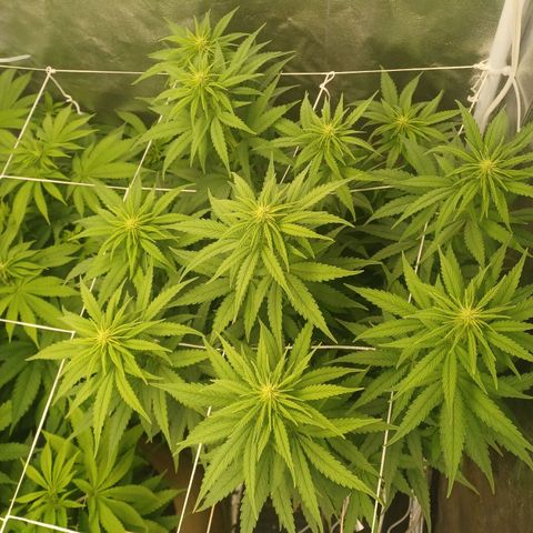 Special Queen #1 growlog timeline photo
