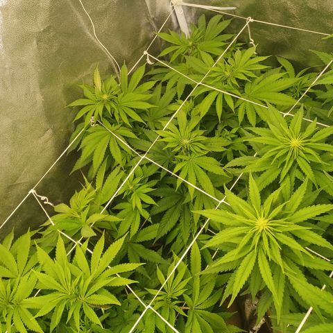 Purple Queen growlog timeline photo