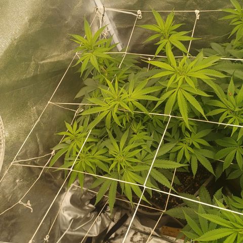 Dark Putang #1 growlog timeline photo