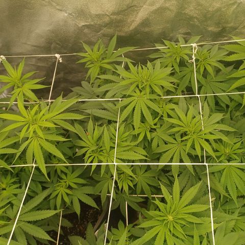Dark Putang #2 growlog timeline photo