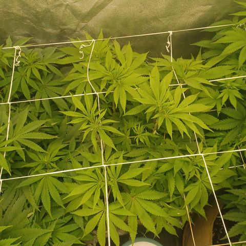 Dark Putang #3 growlog timeline photo