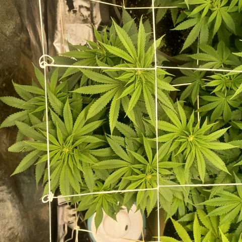 Dark Putang #4 growlog timeline photo