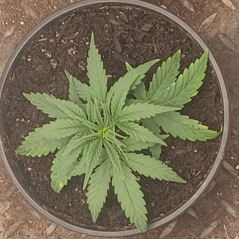 Special Queen #1 growlog timeline photo