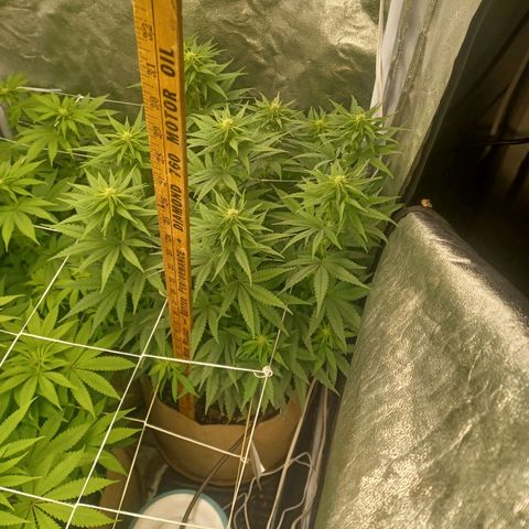 Special Queen #1 growlog photo: Momma plant beginning to flower....