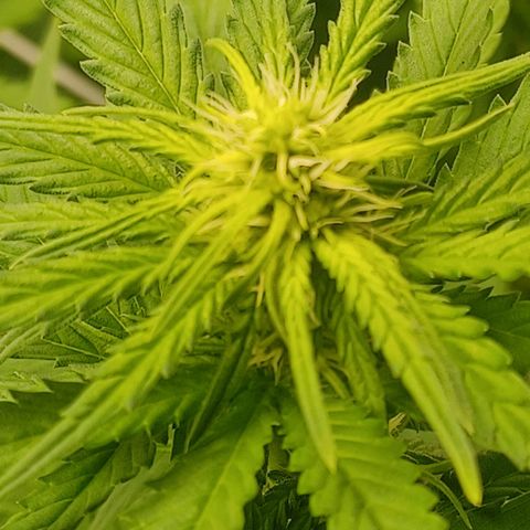 Special Queen #1 growlog timeline photo