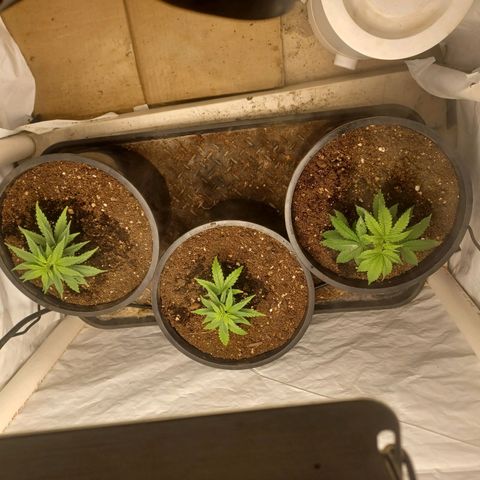 Special Queen #1 growlog timeline photo