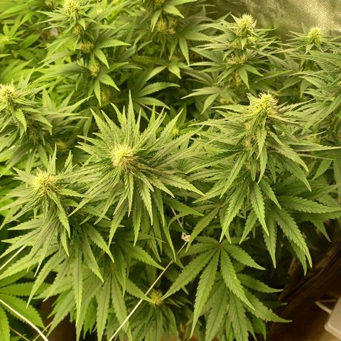 Special Queen #1 growlog timeline photo
