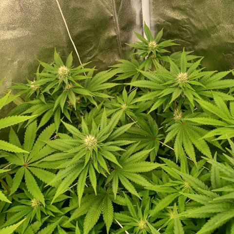 Purple Queen growlog timeline photo
