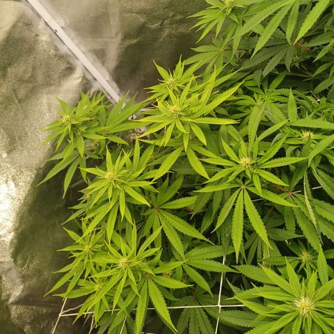 Dark Putang #1 growlog timeline photo