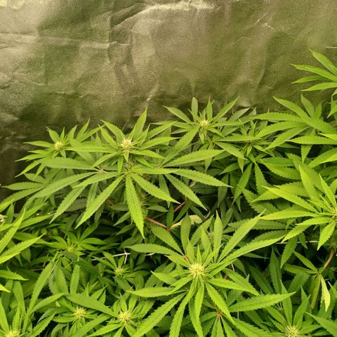 Dark Putang #2 growlog timeline photo