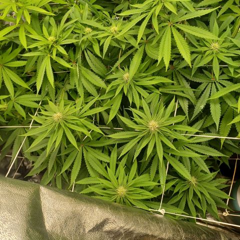 Dark Putang #4 growlog timeline photo