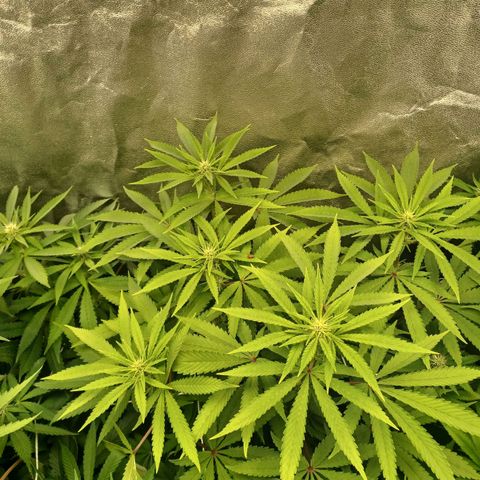 Dark Putang #3 growlog timeline photo