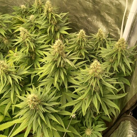 Special Queen #1 growlog timeline photo