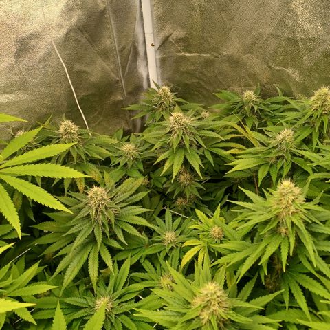 Purple Queen growlog timeline photo