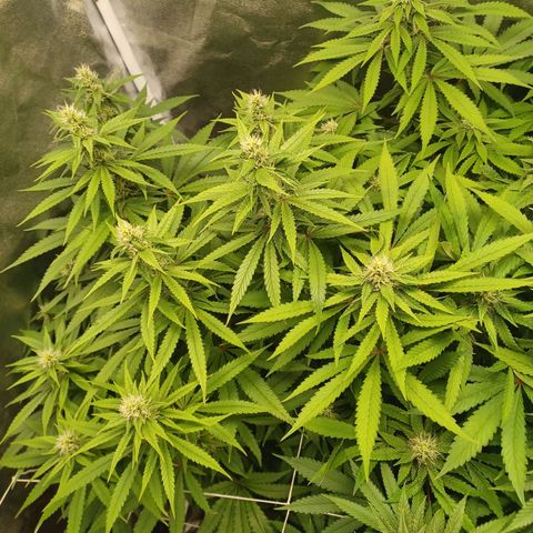 Dark Putang #1 growlog timeline photo