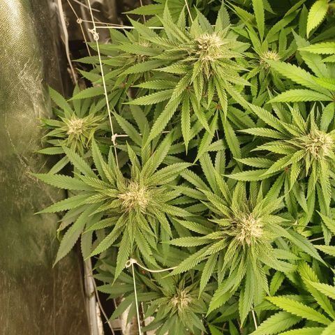 Dark Putang #4 growlog timeline photo