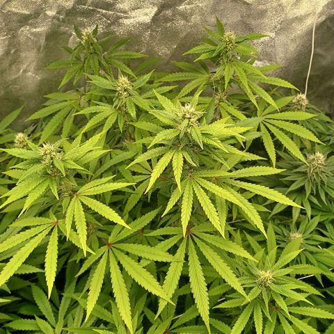 Dark Putang #3 growlog timeline photo