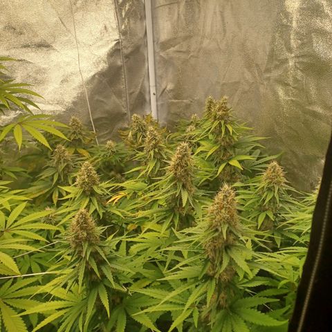 Special Queen #1 growlog timeline photo