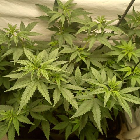 Special Queen #1 growlog timeline photo