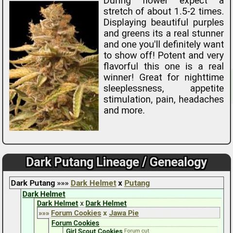 Dark Putang #1 growlog photo: Strain Info