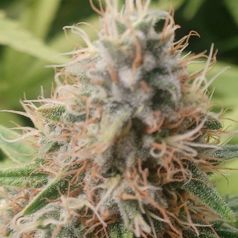 Special Queen #1 growlog photo: Getting close - flushing