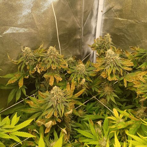 Purple Queen growlog timeline photo
