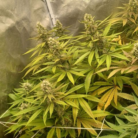 Dark Putang #1 growlog timeline photo