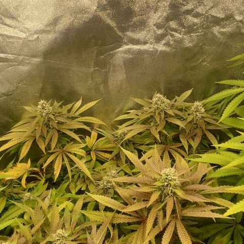Dark Putang #2 growlog timeline photo