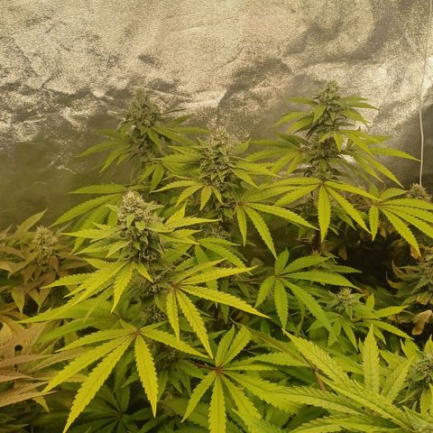 Dark Putang #3 growlog timeline photo