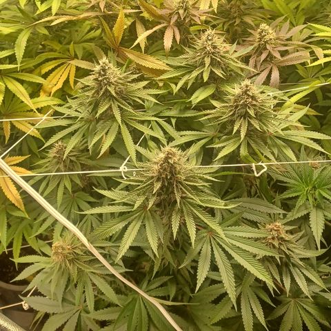Dark Putang #4 growlog timeline photo