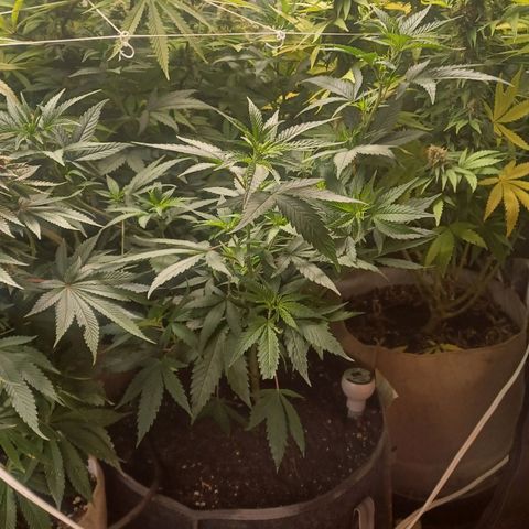 Special Queen #1 growlog timeline photo