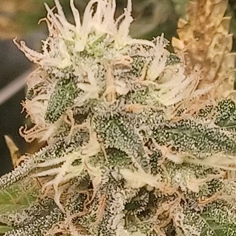Special Queen #1 growlog timeline photo