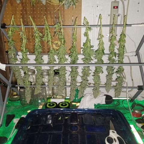 Special Queen #1 growlog timeline photo