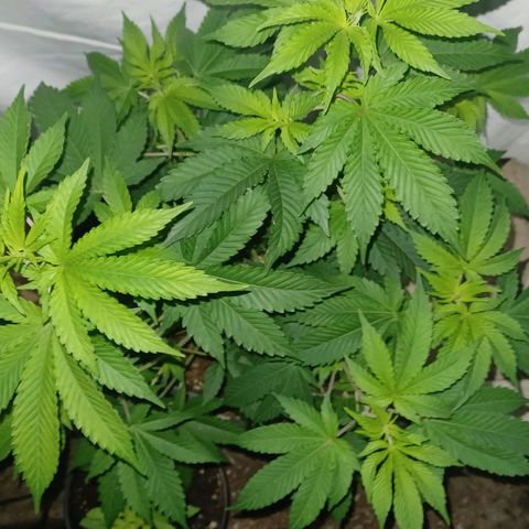 Purple Queen growlog timeline photo